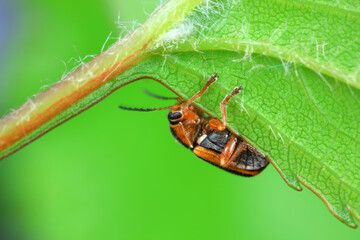 Leaf beetle on wild plants, North China