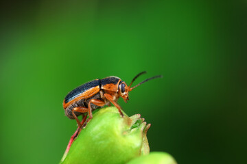 Leaf beetle on wild plants, North China