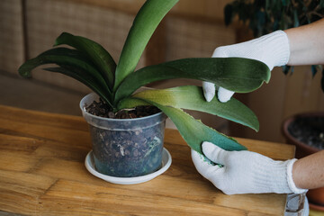 Orchid Care, How to Cut an Orchid Leaf. Removing a Damaged Orchid Phalaenopsis flower Leaves. Female hands cutting Damaged Leaves from potted Orchid houseplant.