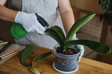 Orchid Care, How to Cut an Orchid Leaf. Removing a Damaged Orchid Phalaenopsis flower Leaves. Female hands cutting Damaged Leaves from potted Orchid houseplant. © irissca