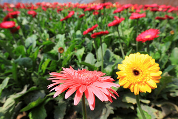 Beautiful African chrysanthemums bloom in the nursery, North China