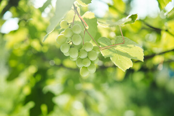 green grapes leaves nature summer organic natural product