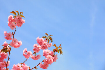 Cherry blossoms in full bloom in the park, North China