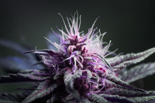 Blooming female marijuana Cannabis flowering