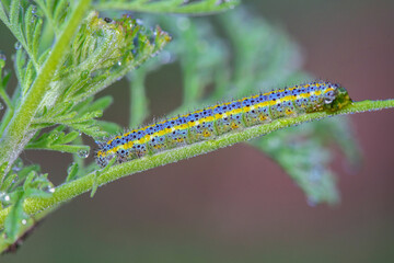 Lepidoptera larvae in the wild, North China