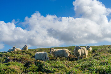 Obraz premium frankreich, Bretagne, Finistère, Cap Sizun, Schafe in den Klippen