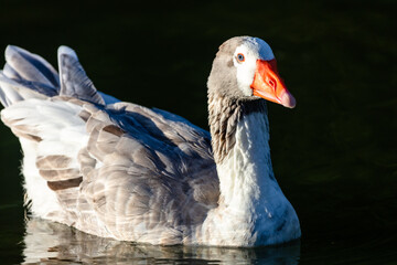 white goose on the beach