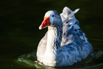 portrait of a white duck