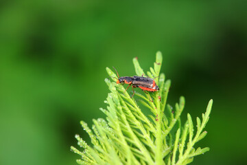 Beautiful beetles on wild plants, North China