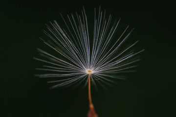 Obraz premium Wild plant dandelion in the wild, North China