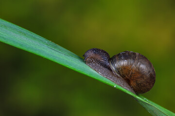 Snails on wild plants, North China