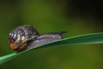 Snails on wild plants, North China