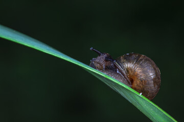 Snails on wild plants, North China