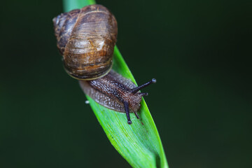 Snails on wild plants, North China