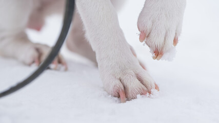 Close-up of dog paws on white snow. © Михаил Решетников