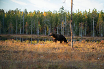 Wild brown bear in Finland wetlands