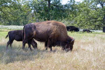 Bison with her calf grazing in summer