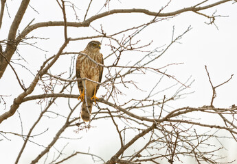 Young Sharp-shinned hawk perched in a Persimmon tree in winter, observing a nearby bird feeder