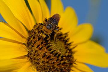 Closeup of a Bumble Bee on a Sunflower, covered in yellow pollen