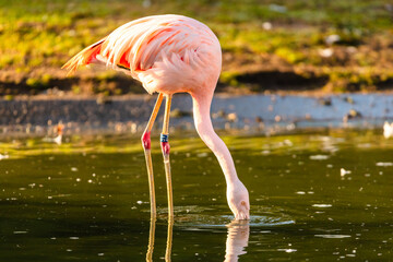 pink flamingo in water