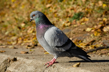 Pigeon. Dove portrait in autumn park