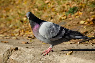 Pigeon. Dove portrait in autumn park