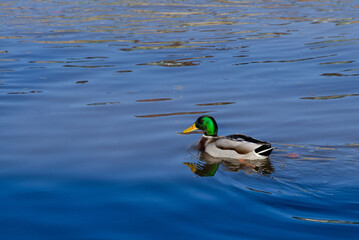 Wild ducks swim on the lake. lake with ducks