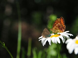 two different butterflies on a flower