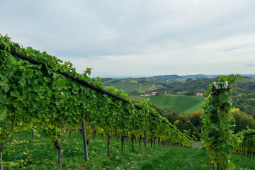 Fototapeta na wymiar A lush wine region is South Styria, Austria. The wine plantations are stretching over a vast territory, over the many hills. There grapes are already ripening. Wine region. A bit of overcast.