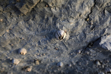 Barnacles grow on coastal rocks in North China