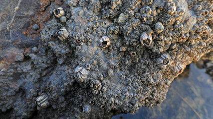 Barnacles grow on coastal rocks in North China