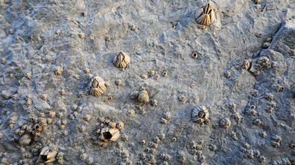 Barnacles grow on coastal rocks in North China