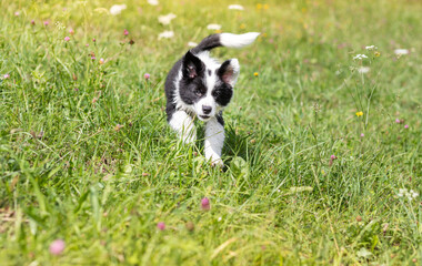 Puppy dog running on green meadow Border Collie