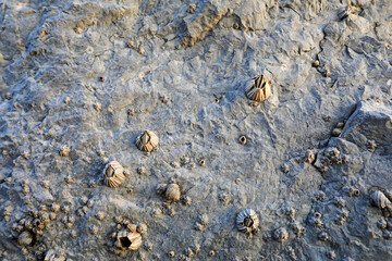 Barnacles grow on coastal rocks in North China