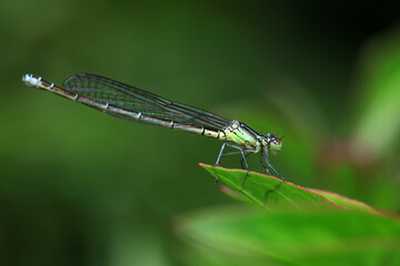 damselfly, a dragonfly insect, North China