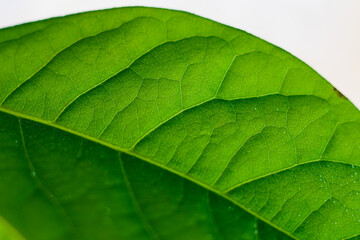 avocado leaf