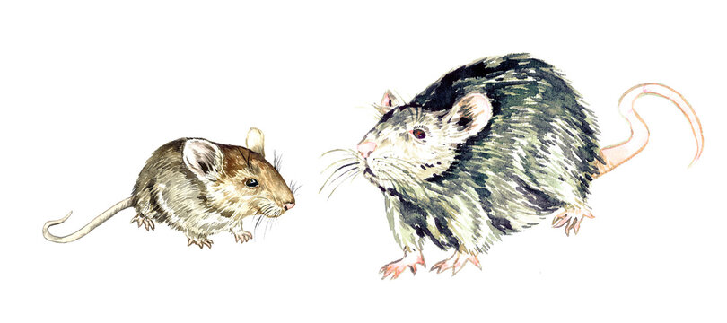 House mouse (Mus musculus) and brown rat (Rattus norvegicus), hand painted watercolor illustration