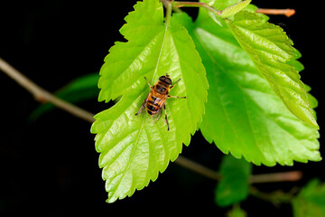 Aphid eating flies in the wild, North China