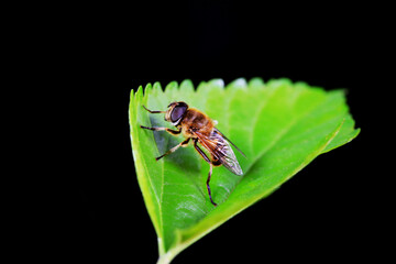 Aphid eating flies in the wild, North China