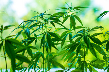 Obraz premium Illegal planting of cannabis in the field. Wild Hemp Field In The Village