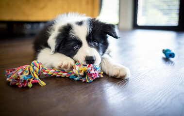 Puppy dog Border Collie at home playing with toys