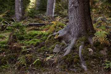 Tree roots overgrown with beautiful green moss in forest