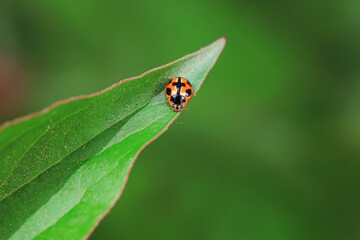 Ladybugs on wild plants, North China