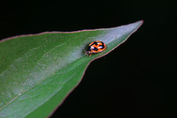 Ladybugs on wild plants, North China