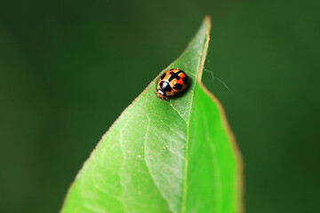Fototapeta premium Ladybugs on wild plants, North China