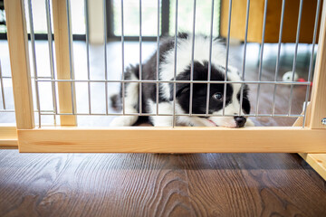 Puppy Border Collie biting dog fence or barrier at home trying to escape