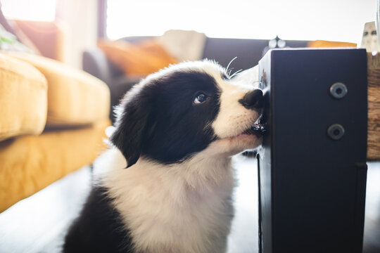 Puppy Border Collie dog bites furniture at home