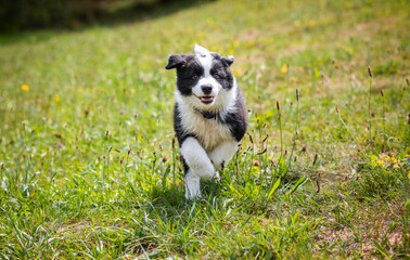 Happy puppy dog running on green grass