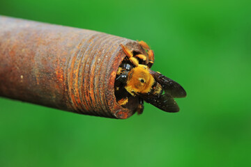 Yellow breasted wasp collects honey on Wisteria flowers, North China