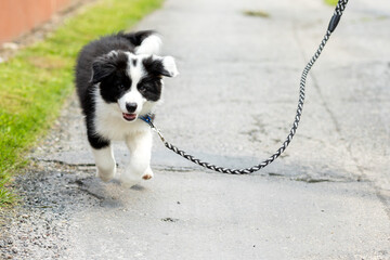 Happy border collie puppy dog during walk on leash